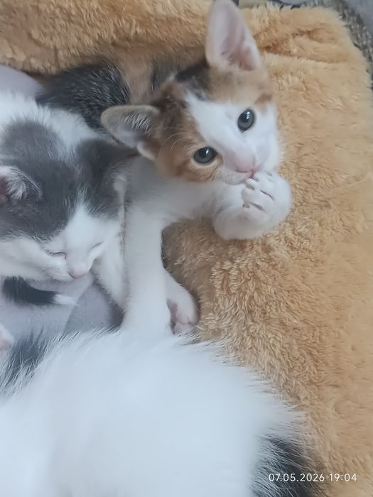Котета търсят семейство