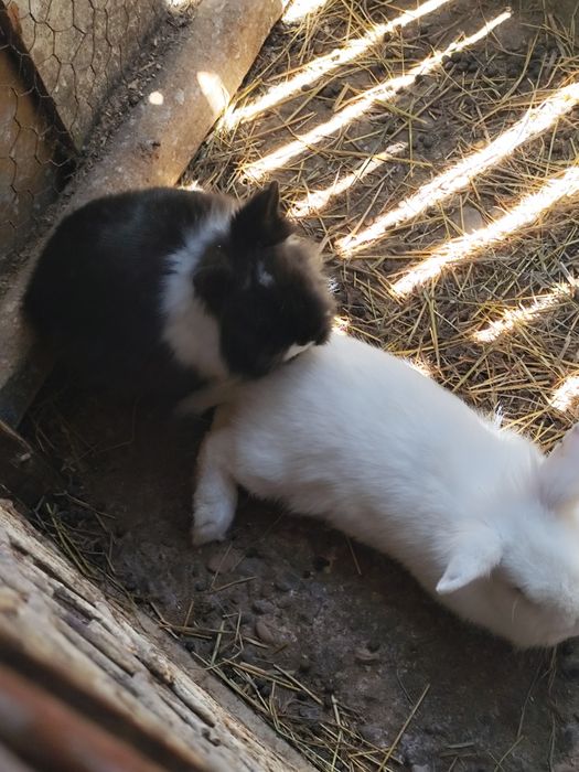 Vînd iepurași pitici.