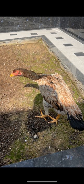 Dakan Tovuq sotiladi tuxumda dakan makiyon boboqi makyon