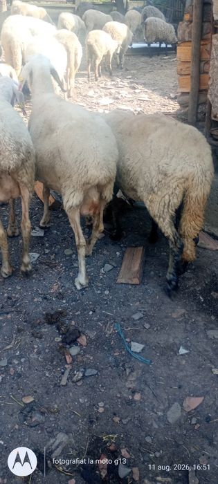 Vând oi de carne și lapte
