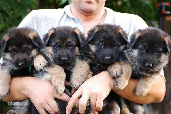 Щенки немецкой овчарки
