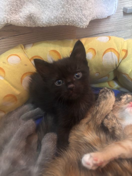 котята ищут себе дом