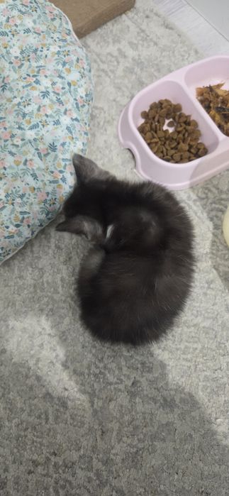 Кот меньше месяца