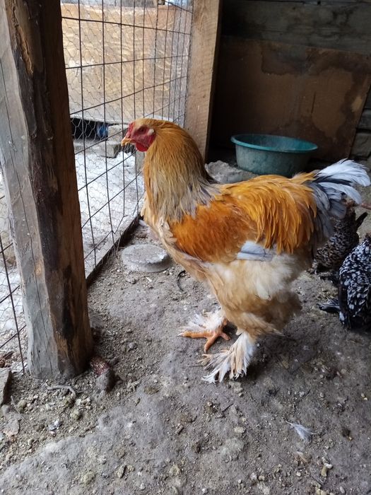 Doi din trei vor altă casă