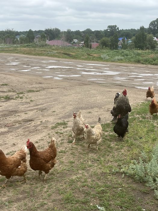 Домашние курицы