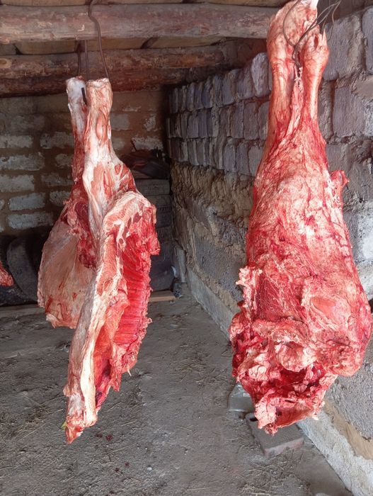 Говядина молодняк