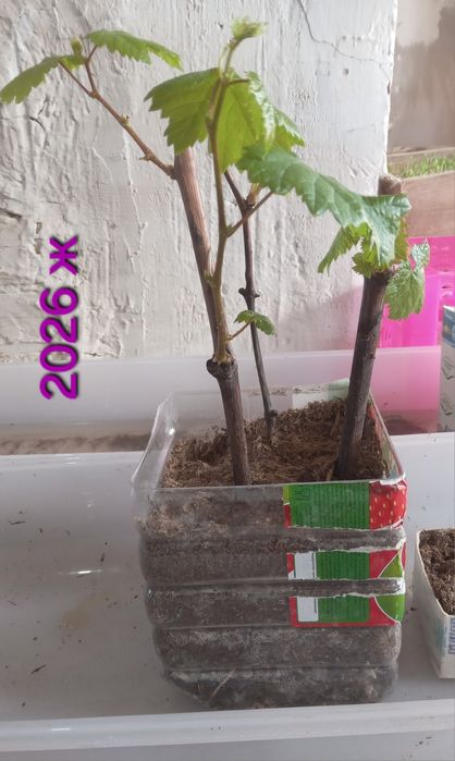 Жүзім көшеттері үш түр бар