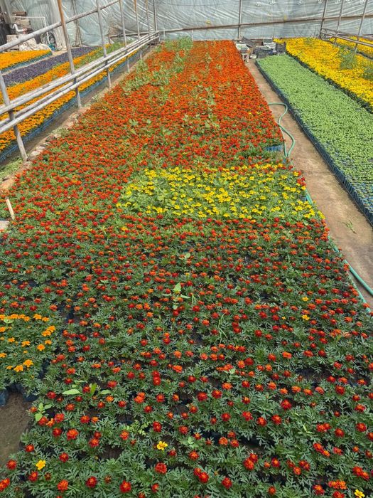 Bananza gul, Gul ko’chatlari, Gul ko’chatlar. Гул кучат, Цветы. Гуллар