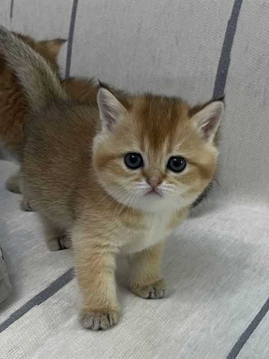 Британская золотая шиншилла девочка чистокровный котенок