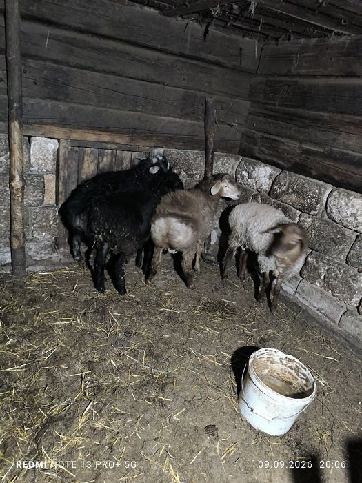 Кошкары производители