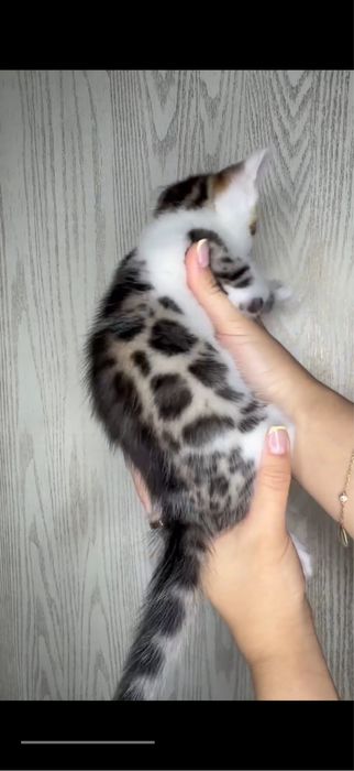 Бингальская кошка
