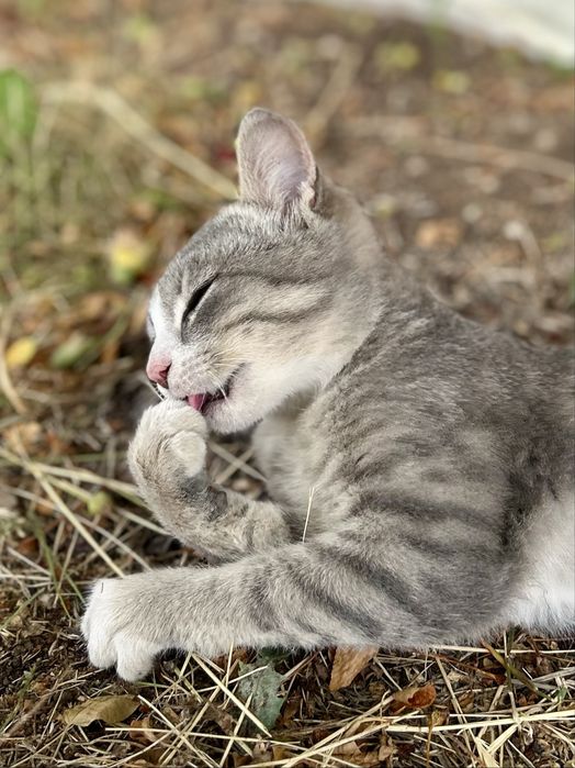 Котенок мальчик 3 мес