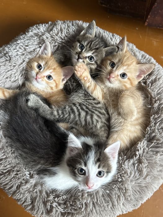 котята домашние милые