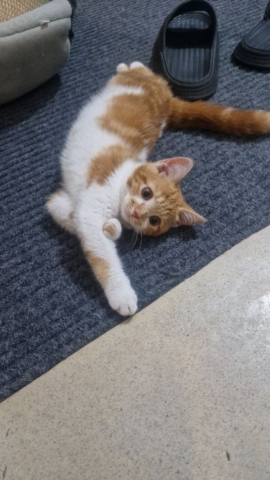 Котенок ищет семью.