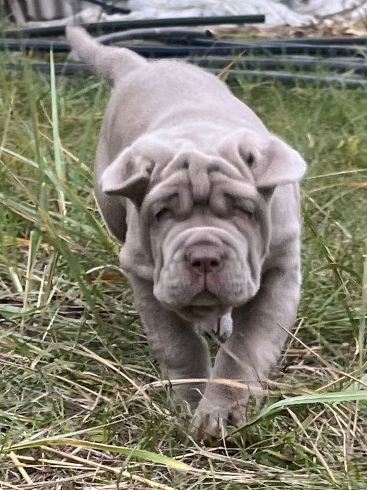 Мастино наполетано