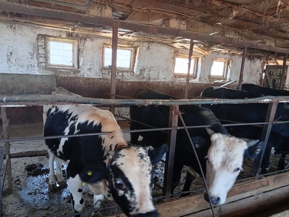 Продаются Телочки и бычки