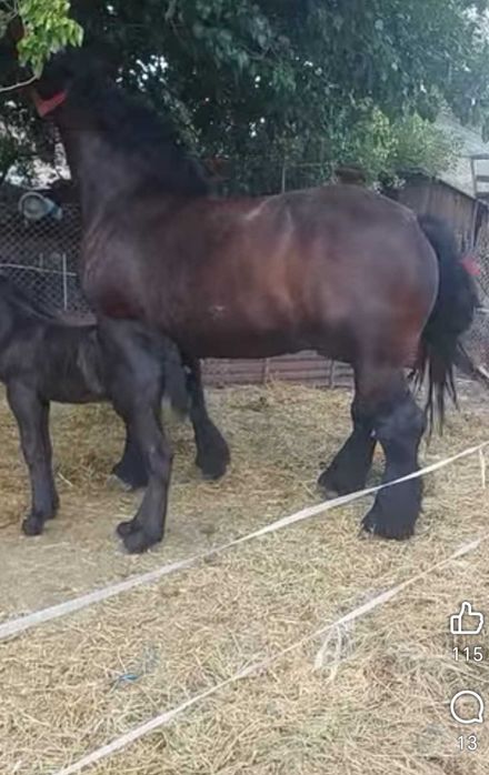 Vând iapa grea de 3 pe 4 ani