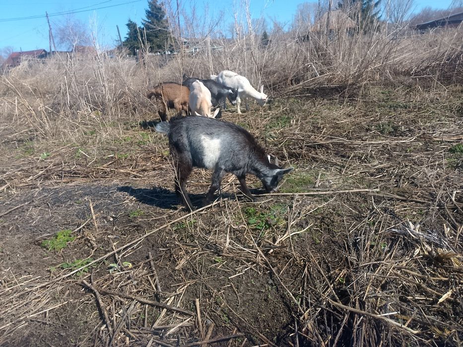 Козлики  молочной линии