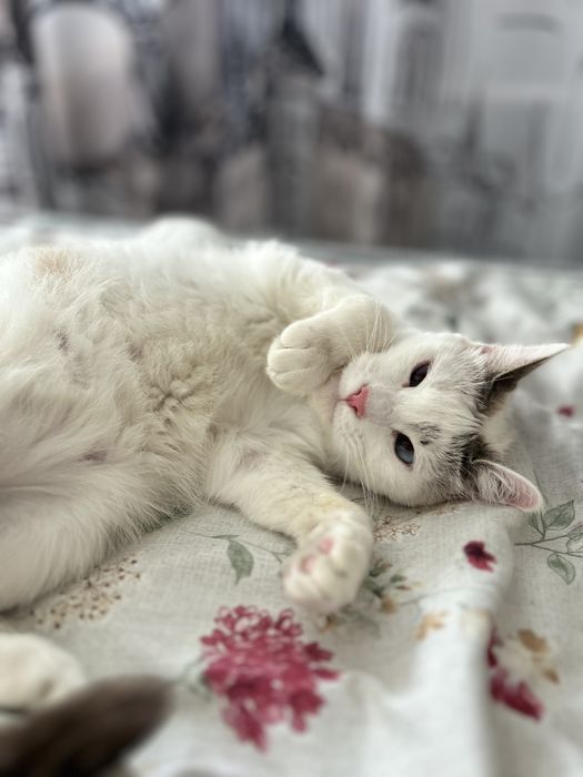 Кошечка бесплатно