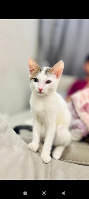 Котенок бесплатно