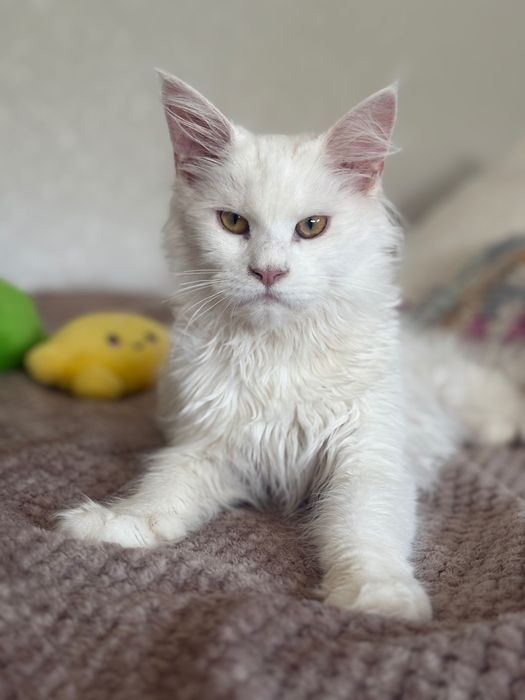 Котенца Мейн Куун