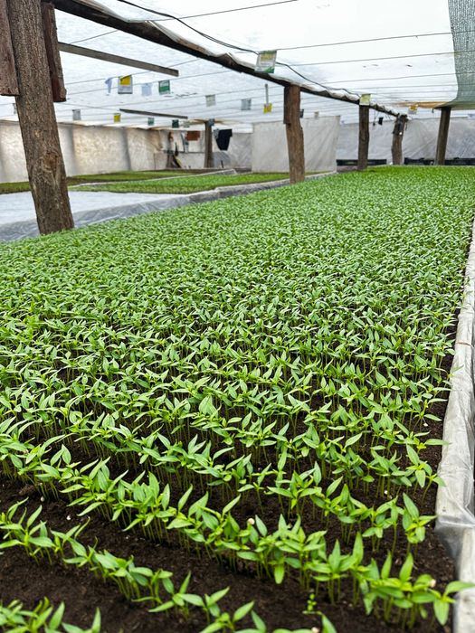 Rasaduri legume - rosii, ardei, castraveti, vanata