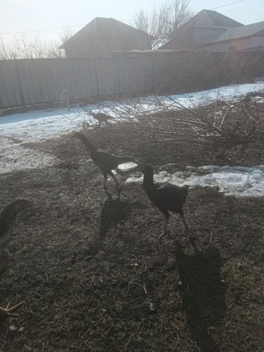 Даканы  продам !!!