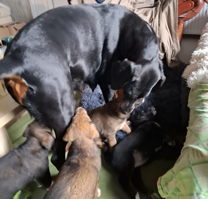 Donez catei mama doberman tata metis