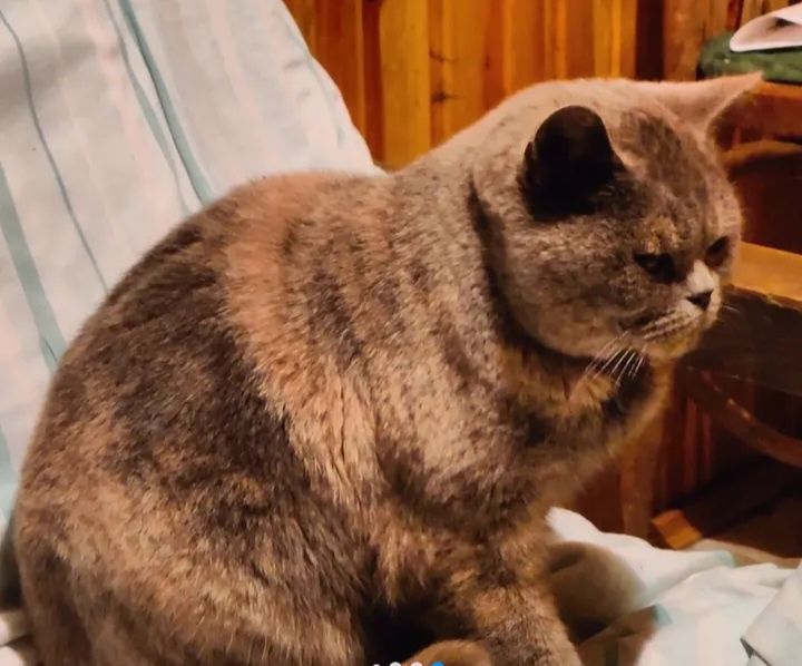 Породистая британка колорпоинт