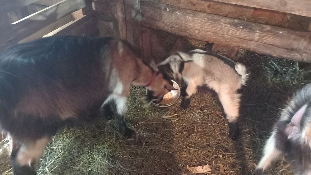 Capre și iezi de vânzare