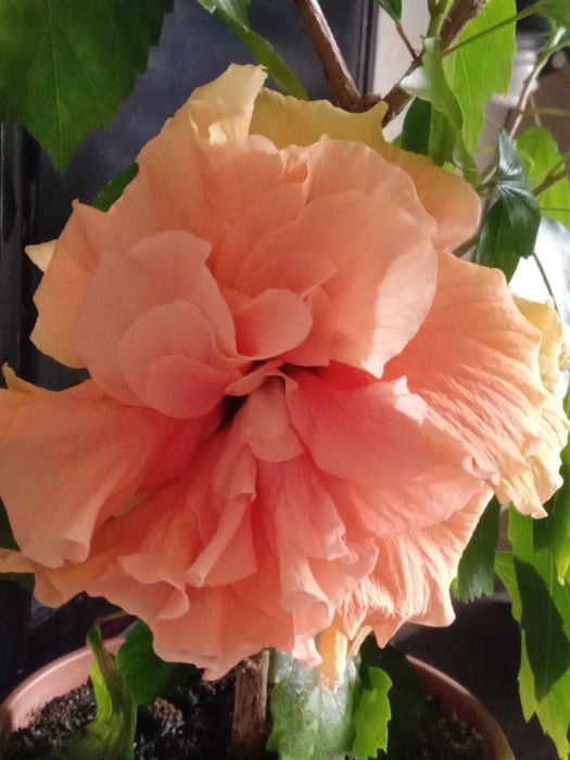 Гибискусы  разных цветов