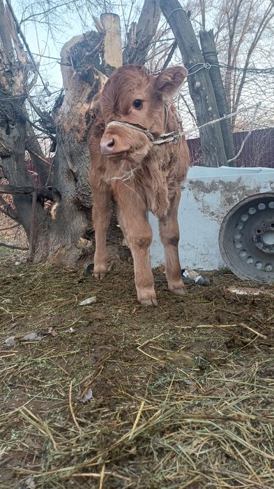 Продаётся карову