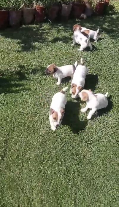 Мини Джак Ръсели