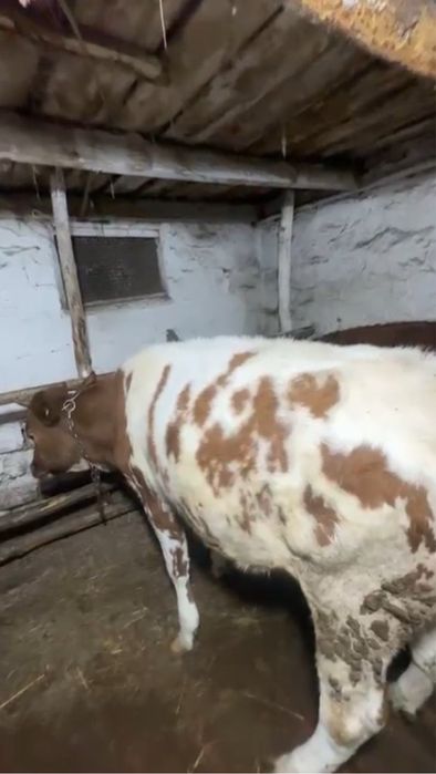 Аслаумагаликом жас қашарлар бар 1 Бас бычок