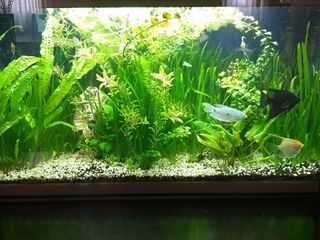 Аквариум вашей мечты «под ключ»