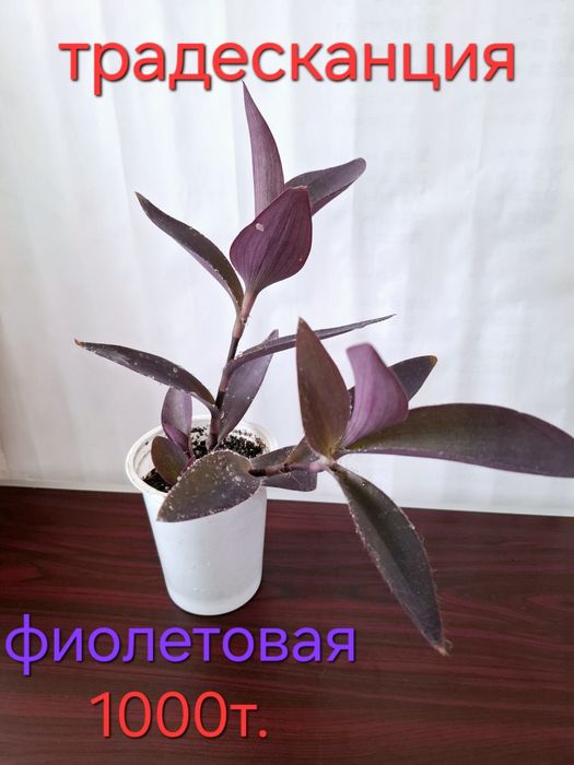 Комнатные всегда