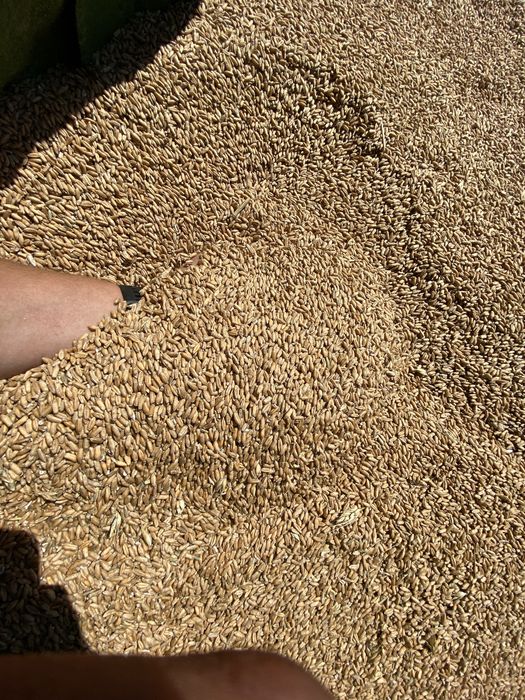 Vand triticale 2026