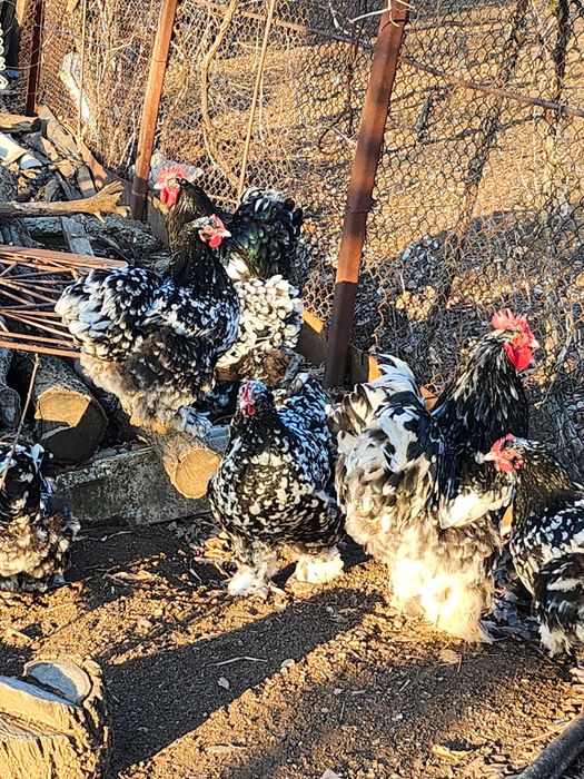 Oua pentru incubat cochinchina bobat urias