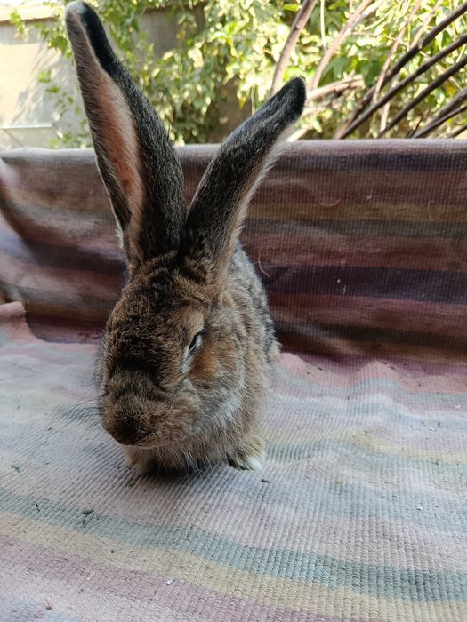 К, уйончалар сотилади 5 ойлик самест