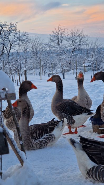Ouă Gâște Toulouse