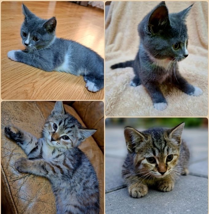Котёнки.Mushukchalar