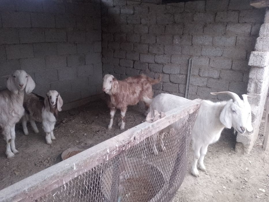 Ечкилар сотилади пародали 2 милеондан бошланиб 4,5милеонгача