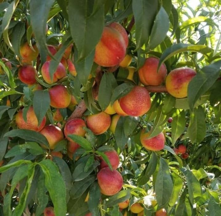 Баржа турдаги шафтоли кучатлари бор 100 к.