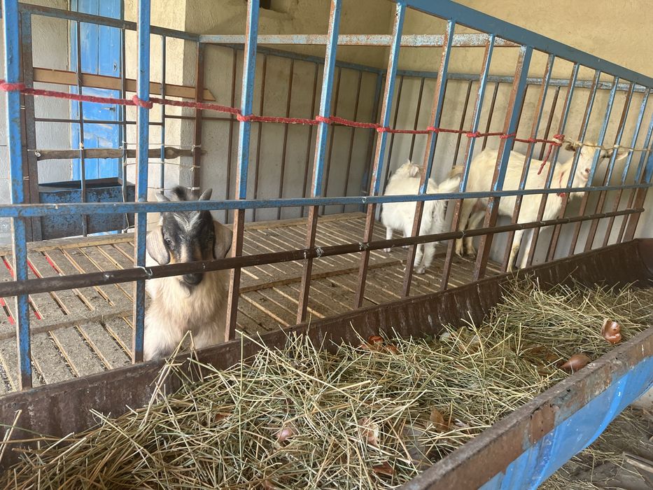 Орыс ешкі  екі лағы мен