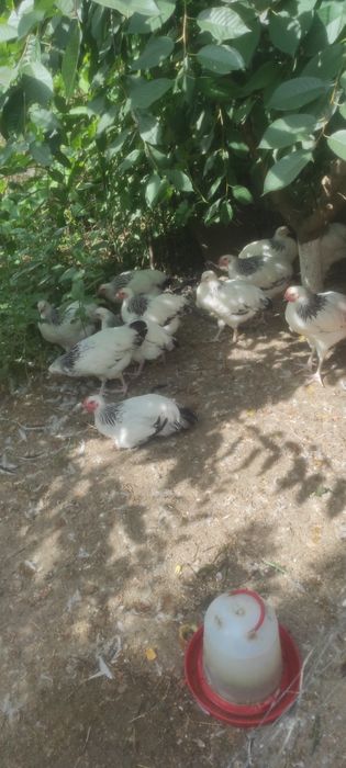 Vand oua rasa gaini Sussex