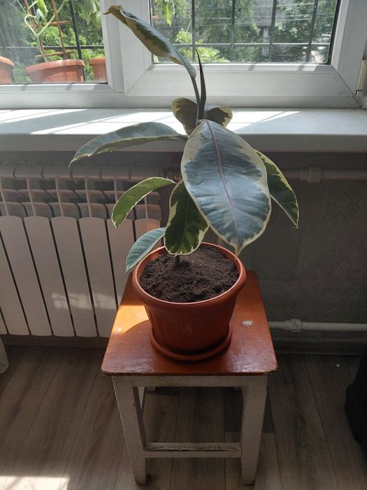 Продам фикус цветок