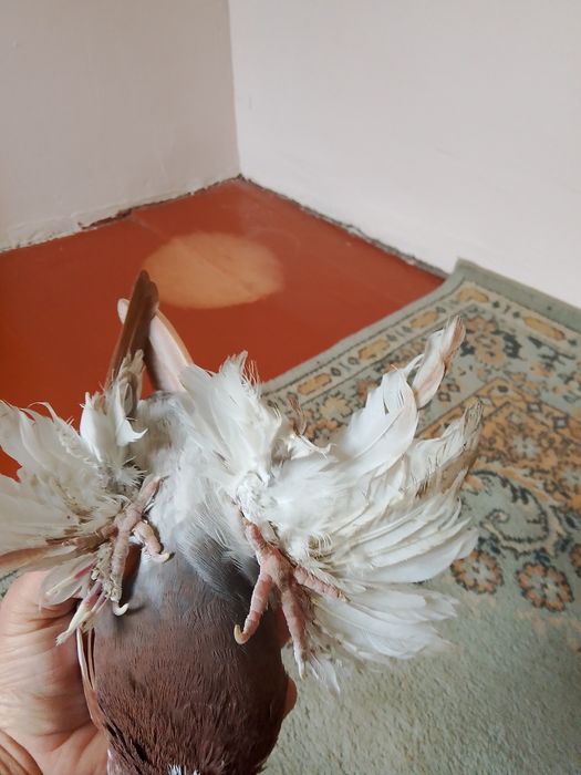 Голуби.птицы.капканы.чины.