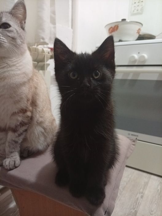 В добрые руки котенка