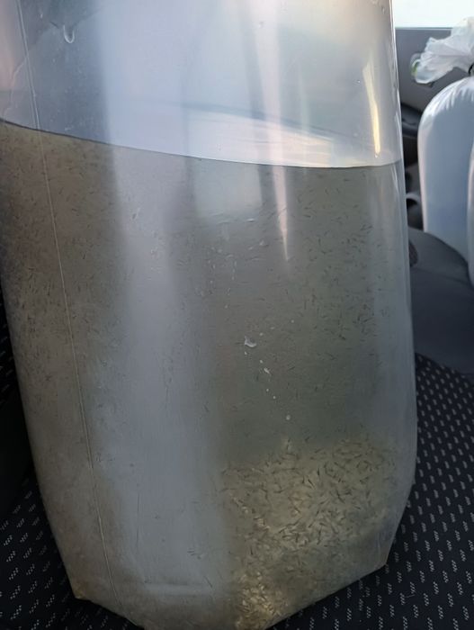 Larve Crap, Sânger,Cteno,Novac.