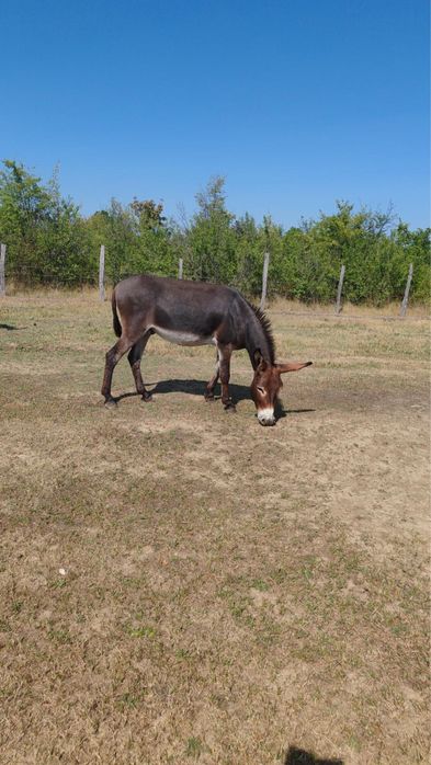 Vand lapte de magarita